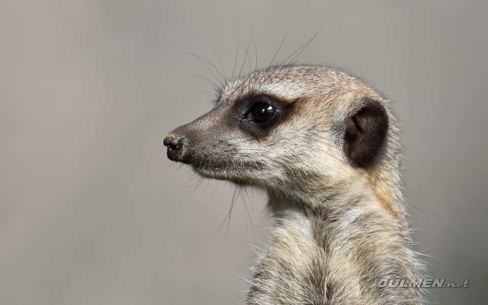 Meerkat (Suricata suricatta)